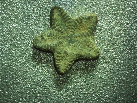 fairy coins fossils.